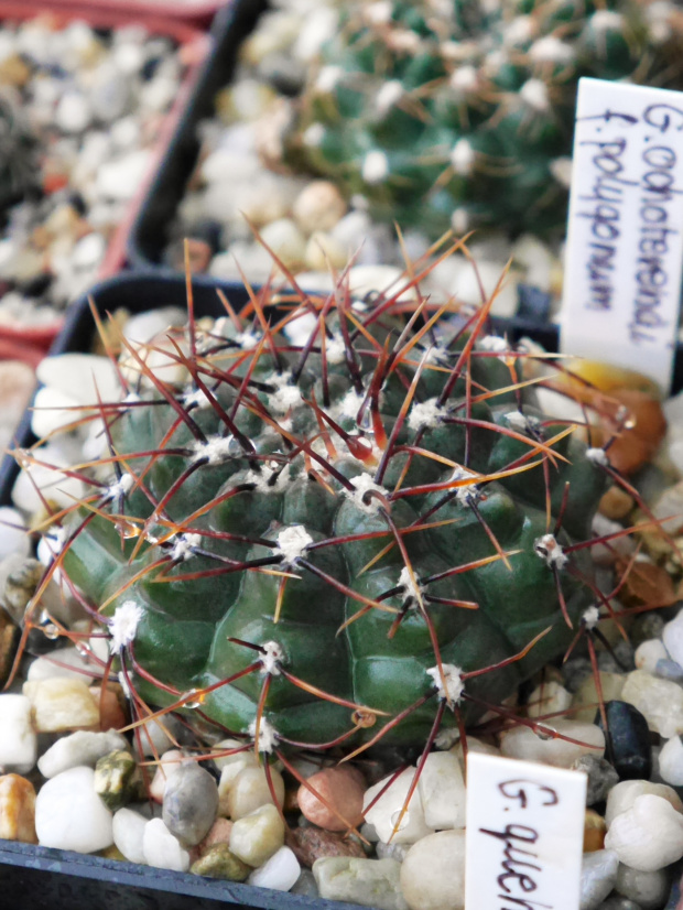 Gymnocalycium ochoterenai fa. polygonum #kaktusy