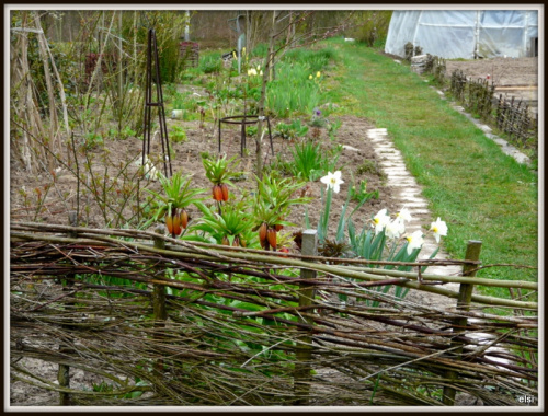 zwiastuny wiosny #ogród