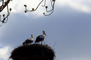 ... i po wszystkim ... #bociany #Chomiąża #ptaki #wieś #wiosna