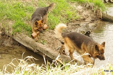 #GILDOWiernyDruh #Jangcy #OwczarekNiemiecki #Parys #PsieZaprzęgi