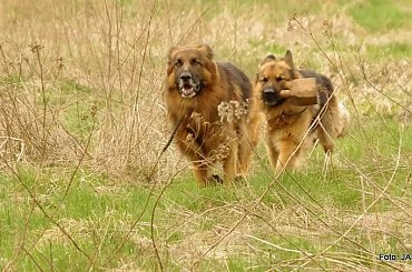 #GILDOWiernyDruh #Jangcy #OwczarekNiemiecki #Parys #PsieZaprzęgi