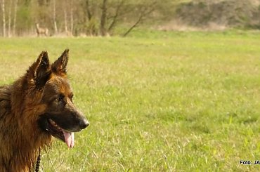 #GILDOWiernyDruh #Jangcy #OwczarekNiemiecki #Parys #PsieZaprzęgi