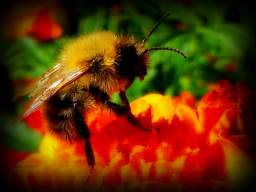 Pszczółka.