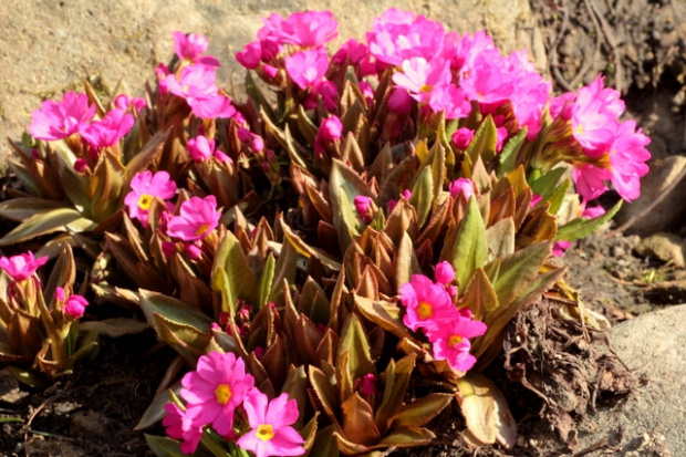 Primula rosea