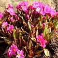 Primula rosea