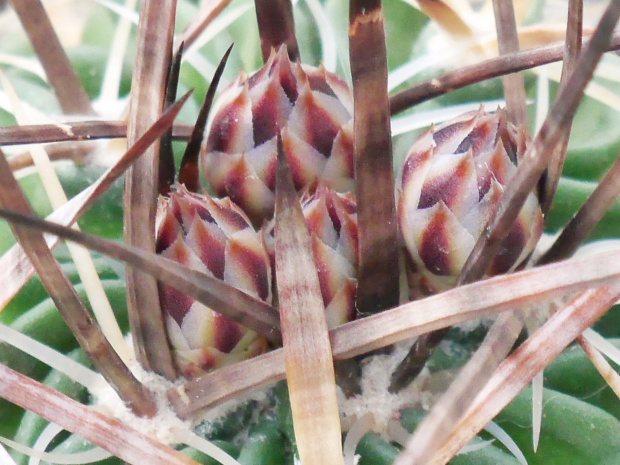 Echinofossulocactus #kaktusy