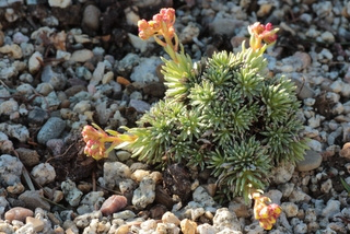 Saxifraga ferdinandi coburgi ssp.rhodopea