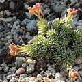 Saxifraga ferdinandi coburgi ssp.rhodopea