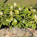 Pachysandra terminalis