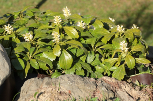 Pachysandra terminalis