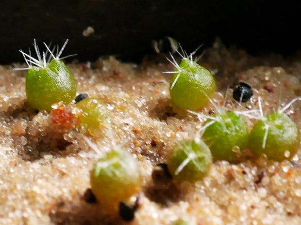 Notocactus roseoluteus #kaktusy