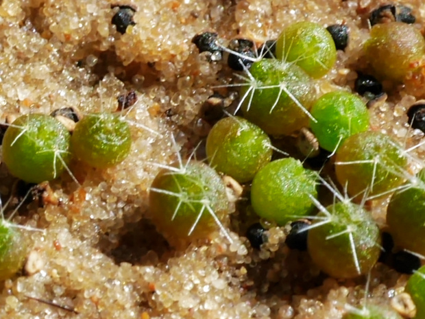 Notocactus roseoluteus #kaktusy