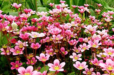 działkowa drobnica ... #kwiaty #ogród #wiosna