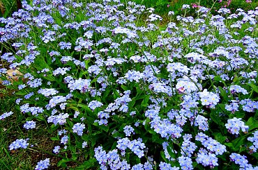 działkowa drobnica ... #kwiaty #ogród #wiosna