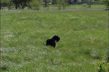 #Bug #pies #sznaucer #zalew #Zibi