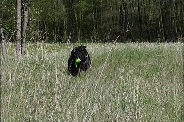 #Bug #pies #sznaucer #zalew #Zibi