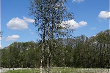 #Bug #pies #sznaucer #zalew #Zibi