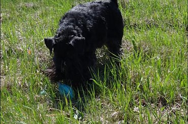 #Bug #pies #sznaucer #zalew #Zibi