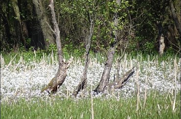 #Bug #pies #sznaucer #zalew #Zibi