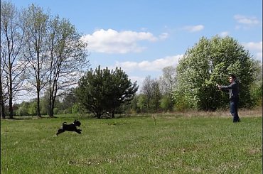 #Bug #pies #sznaucer #zalew #Zibi