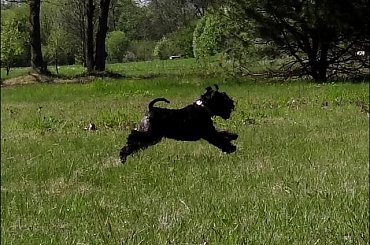 #Bug #pies #sznaucer #zalew #Zibi