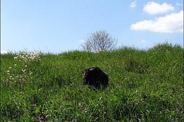 #Bug #pies #sznaucer #zalew #Zibi