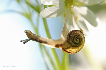 Ślimaczek na Rogownicy #ślimak #makro #kwiat #rogownica