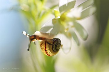 Ślimaczek na Rogownicy #ślimak #makro #kwiat #rogownica