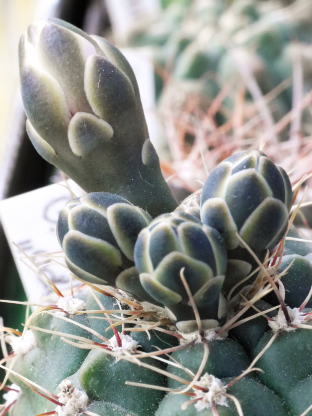 Gymnocalycium hyptiacanthum odoratum #kaktusy