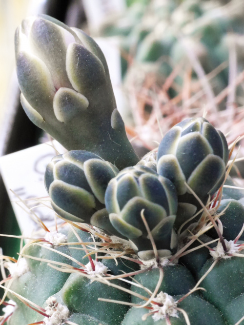 Gymnocalycium hyptiacanthum odoratum #kaktusy