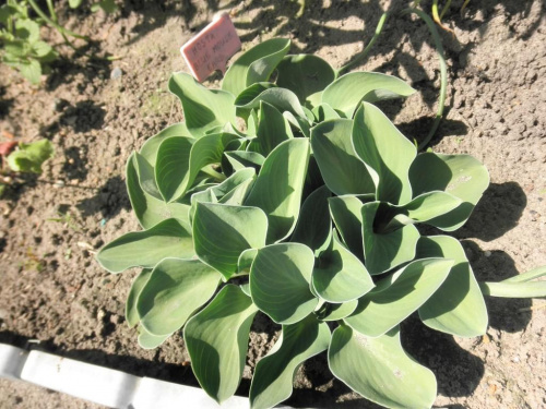 Hosta 'Mouse Ears'