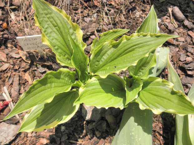 Hosta 'Lakeside Hoola Hoop'