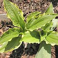 Hosta 'Lakeside Hoola Hoop'