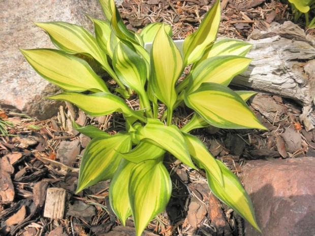 Hosta 'Rainbow's End'