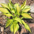 Hosta 'Rainbow's End'