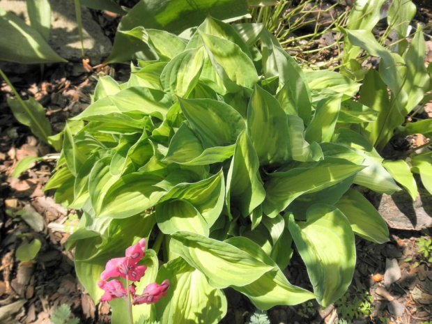 Hosta 'Fantasy Island'