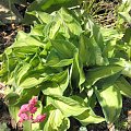 Hosta 'Fantasy Island'