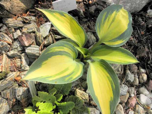 Hosta 'Touch of Class'