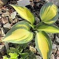 Hosta 'Touch of Class'