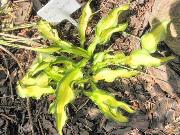 Hosta 'First Mate'