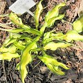 Hosta 'First Mate'