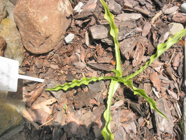 Hosta 'Alakazaam'