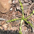 Hosta 'Alakazaam'