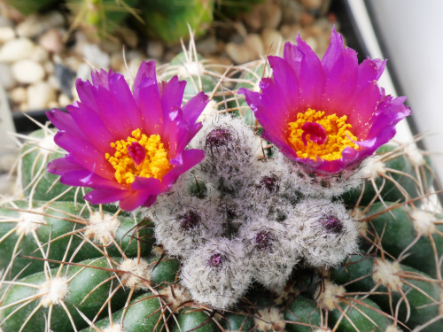 Notocactus uebelmanianus #kaktusy