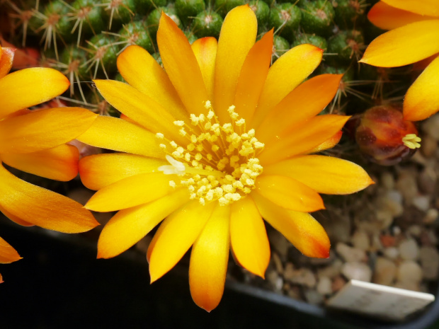 Rebutia marsonerii #kaktusy