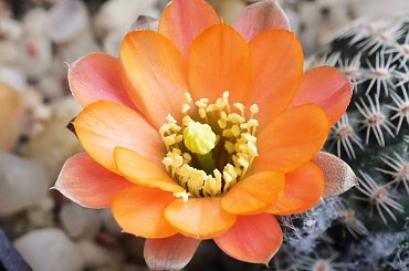 Mediolobivia haagei var. elegantula WR 502 #kaktusy