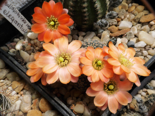 Mediolobivia haagei var. elegantula WR 502 #kaktusy