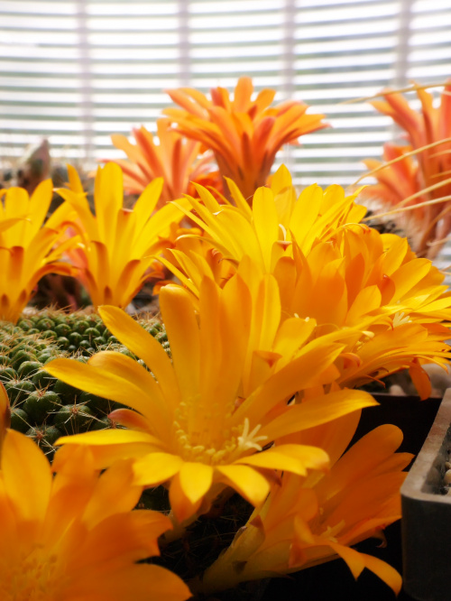 Rebutia marsoneri #kaktusy