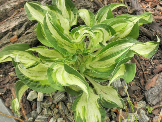 Hosta 'Allegan Fog'