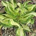 Hosta 'Allegan Fog'